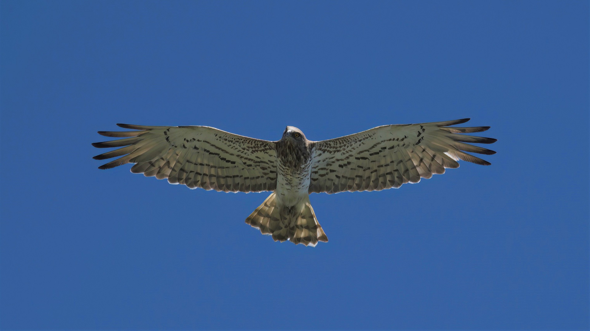 Short-toed Snake-Eagle